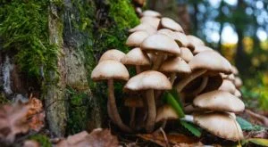 Magic Mushroom Delivery In Nova Scotia