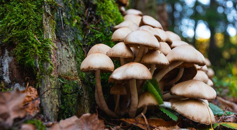 Magic Mushroom Delivery In Nova Scotia