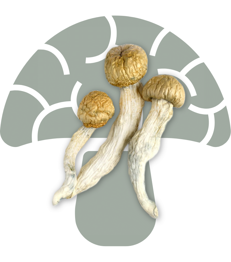 P. Fanaticus Cubensis Mushrooms