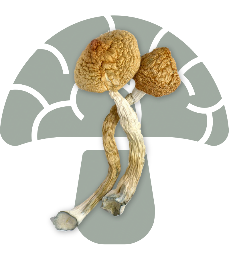 Golden Teacher Cubensis Mushrooms
