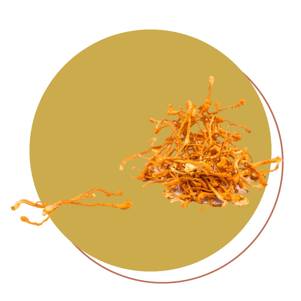 Cordyceps 