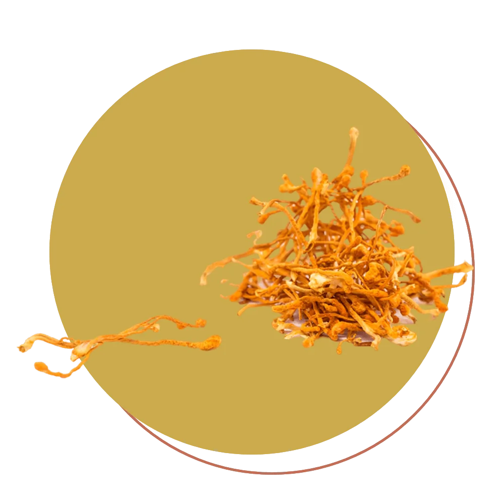 Cordyceps 