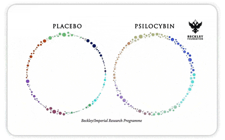 This Is Your Brain On Psilocybin