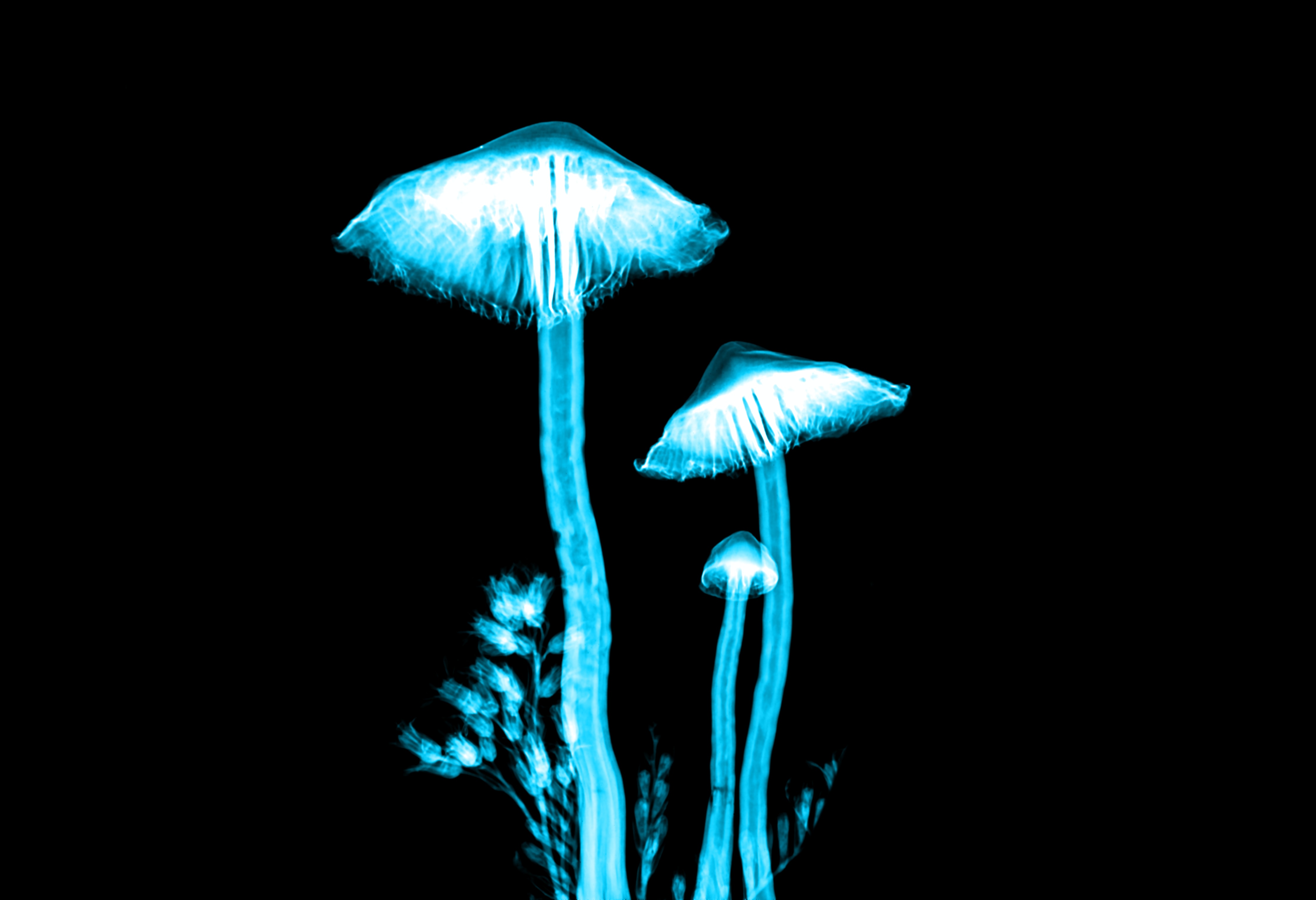 Blue Lighted Mushroom