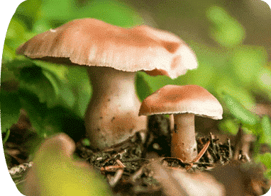 two mushroom growing