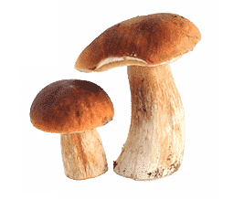 two mushrooms