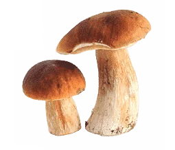 two mushrooms